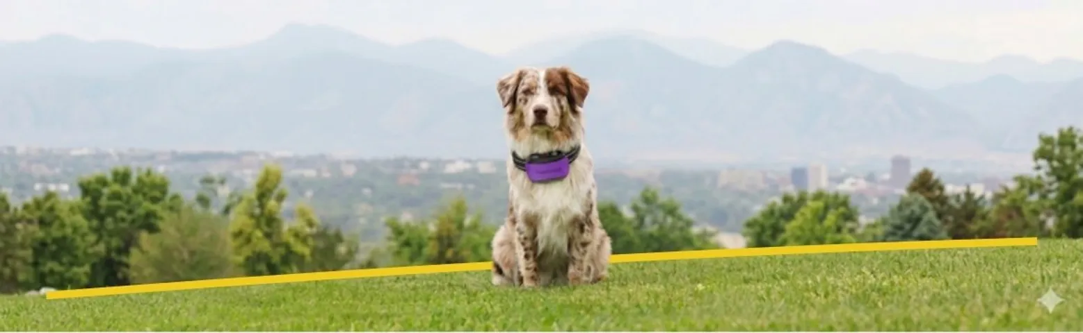 Lifestyle banner: a dog in a meadow wearing the GPS collar