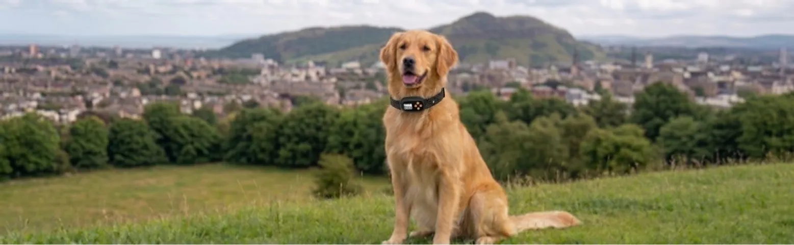 Lifestyle banner: the ultimate smart collar